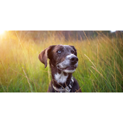 Croquettes pour chiens âgés/seniors