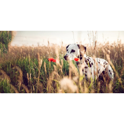 Aliments pressés à froid pour chiens