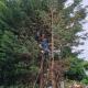 Elagage et démontage d'arbre