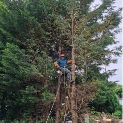 Elagage et démontage d'arbre