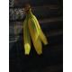 Citron